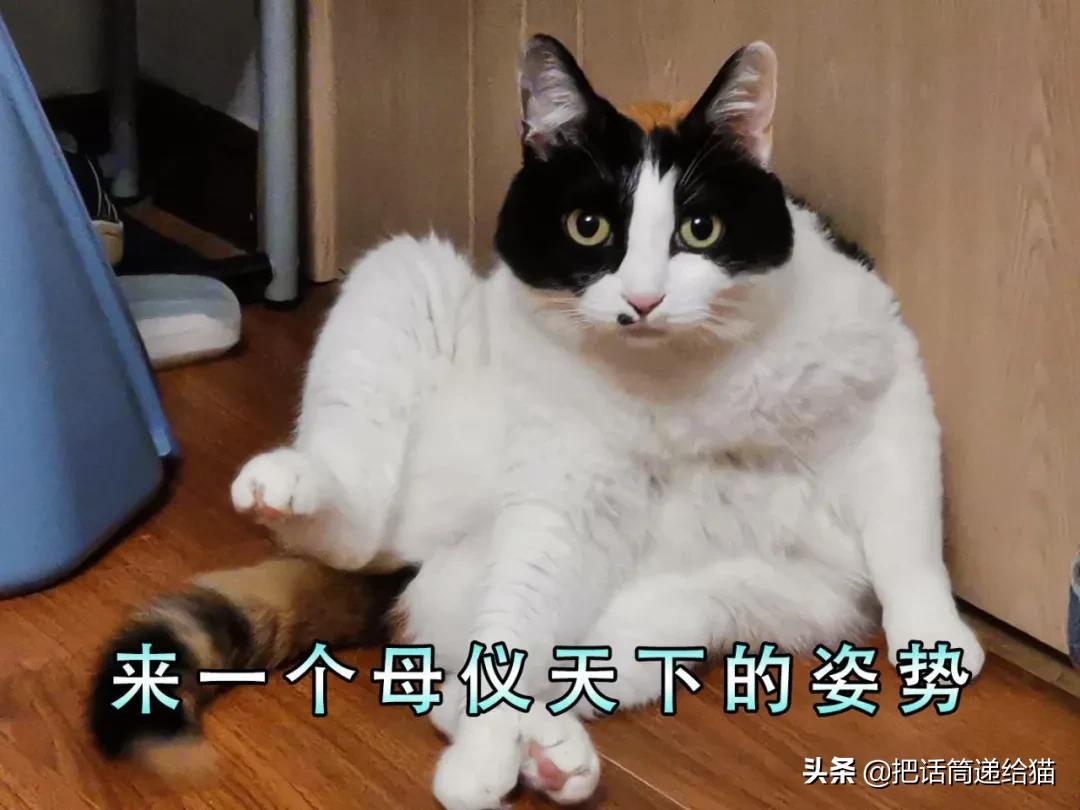 求助！我的猫以为自己是我妈怎么办？
