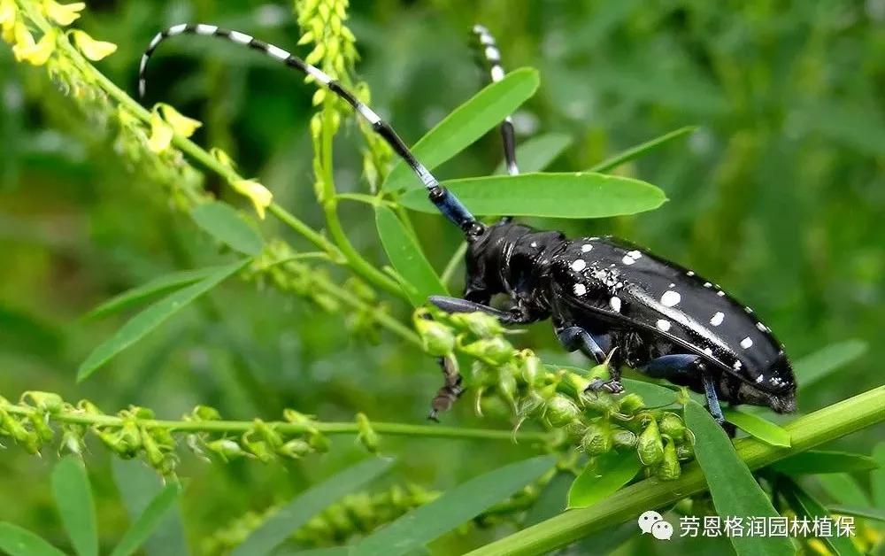 园林春季害虫的预防方法,常见园林害虫种类及主要特征