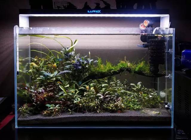 卡佩特k5辣椒榕为什么这么贵,辣椒榕k5为什么贵