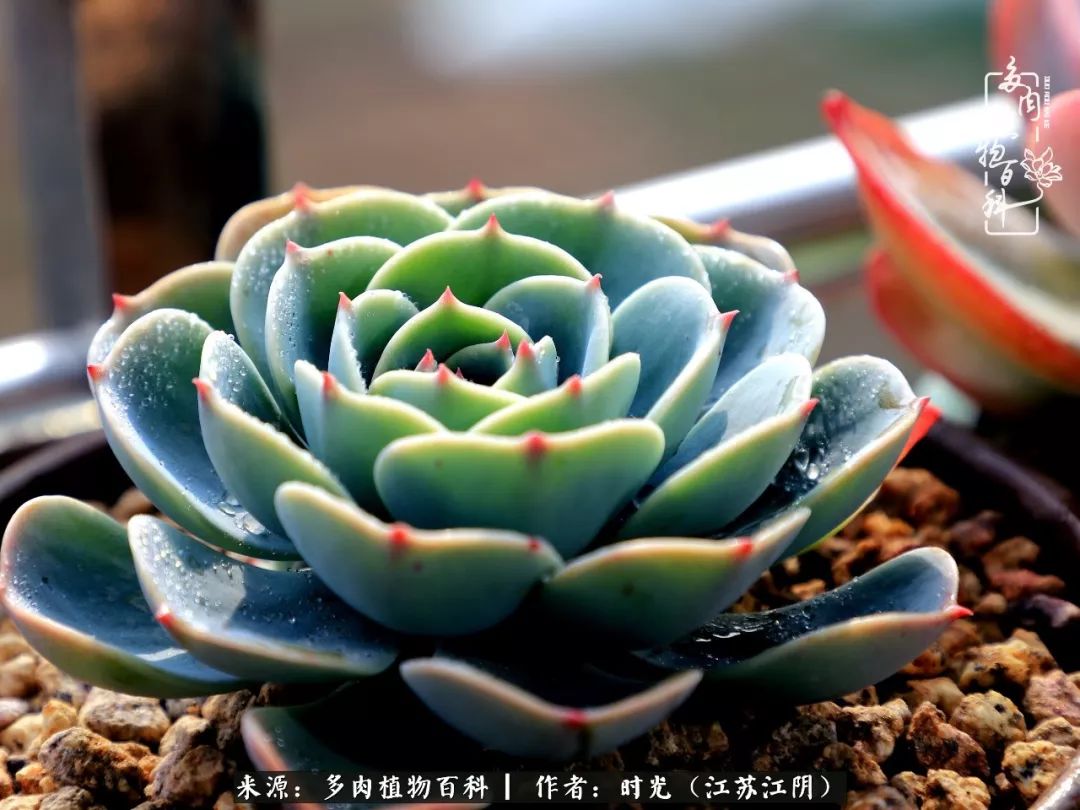 养多肉的人都有一颗善良的心,养多肉植物的人有什么特点