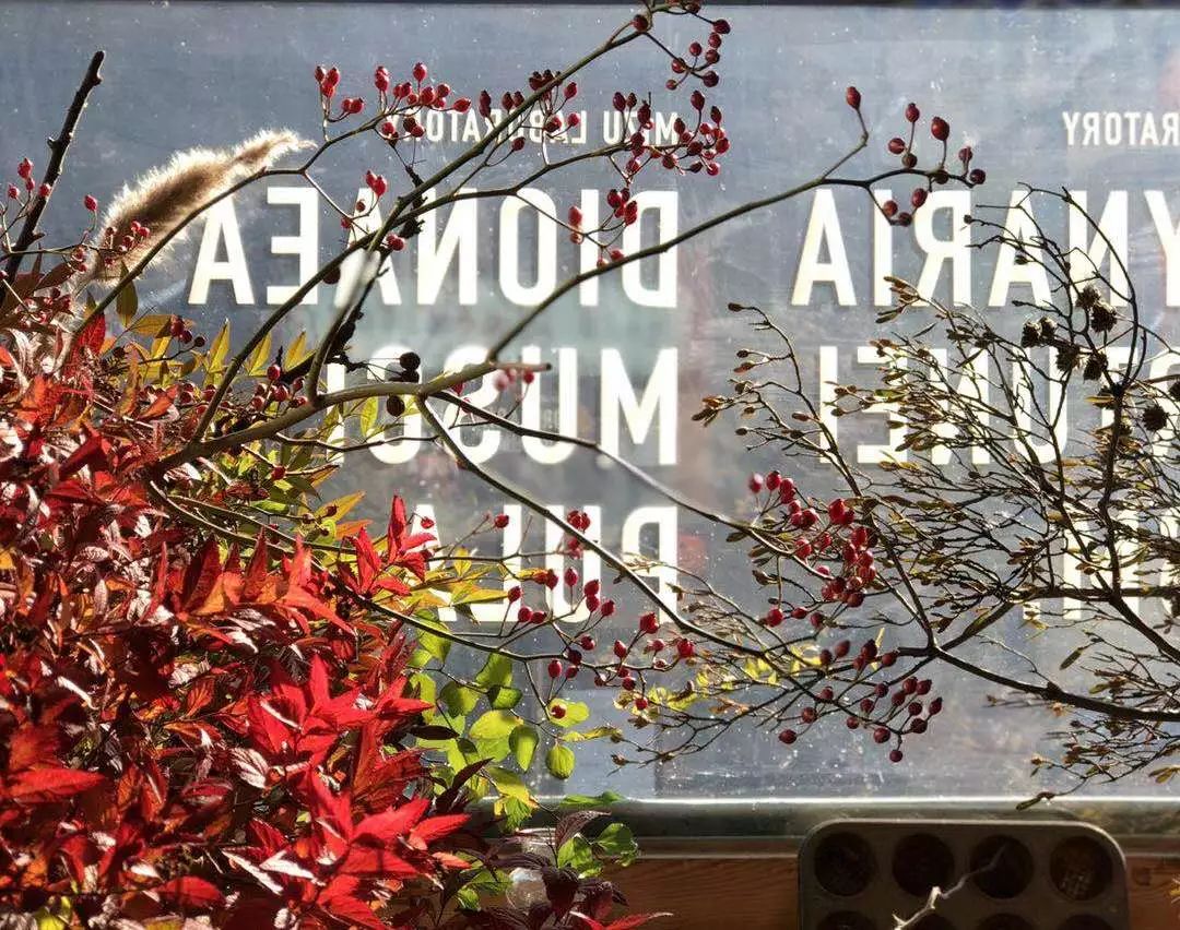 北京最美花店,她放弃了总监职位后续