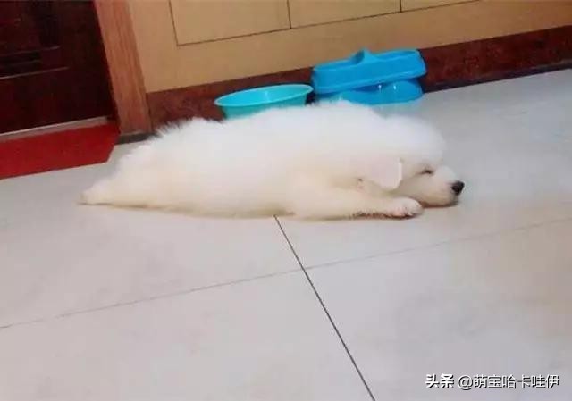 养了一只小萨摩耶,养一只萨摩耶是什么体验