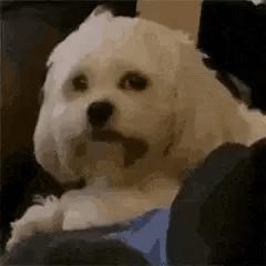 今日表情包第三弹图片,今日表情包收藏