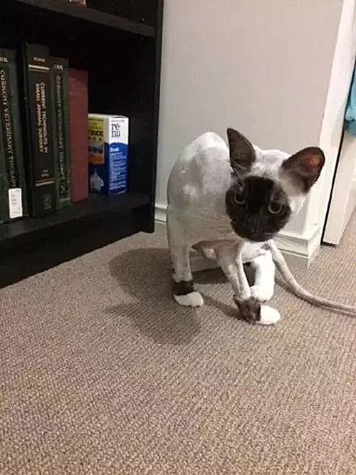 长毛猫身上有跳蚤了需要剃毛,奶牛猫身上有跳蚤用什么药