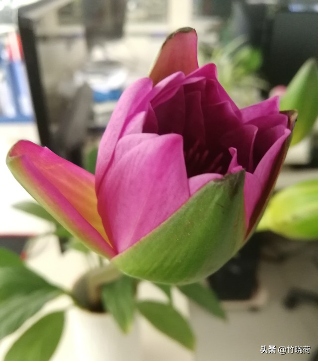 适合盆栽养的睡莲,睡莲的养花技巧