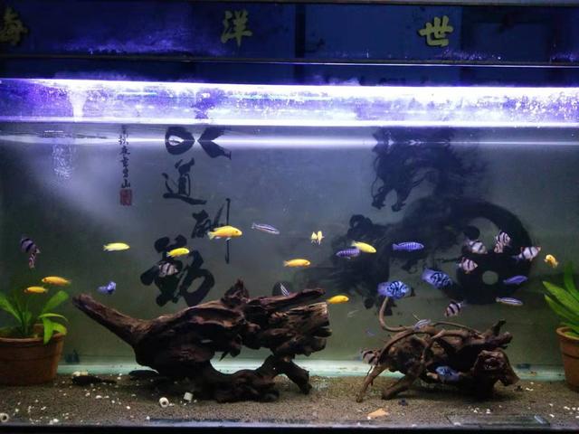 最嘴贱的观赏鱼,嘴很贱的观赏鱼有哪些