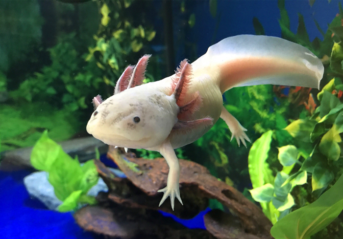 六角恐龙宠物,宠物六角恐龙