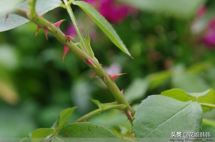 如何判断是月季芽和蔷薇笋,蔷薇笋和月季笋的区别