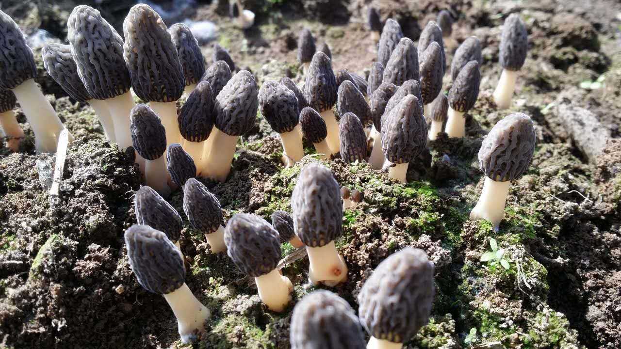 人工羊肚菌种植技术,怎么区分野生和人工种植羊肚菌