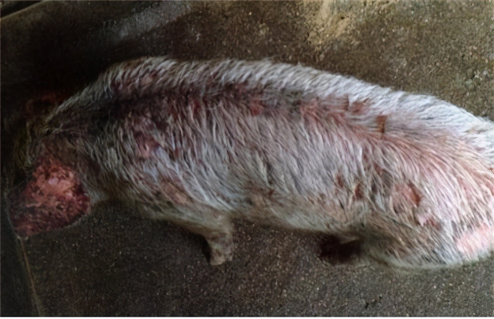仔猪身上脱皮是怎么回事,仔猪身上掉毛是怎么回事