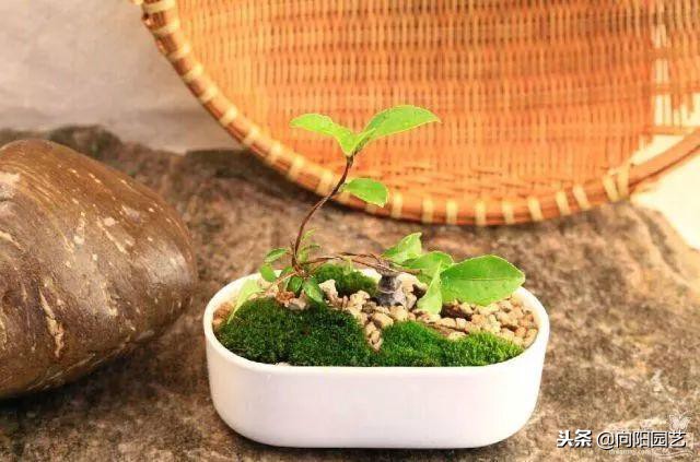 苔藓可以当兰花植料吗,苔藓能养花吗