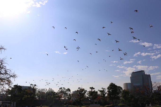 日本京都枫叶季旅游攻略,日本关西赏枫旅游攻略