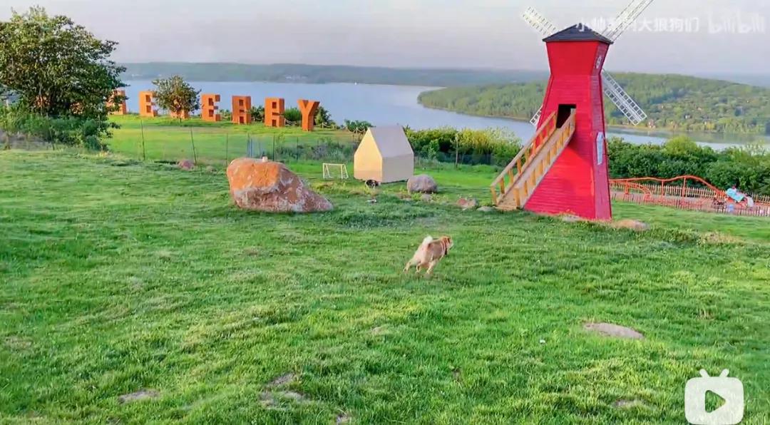 花三年建宠物乐园,花20万给狗打造乐园