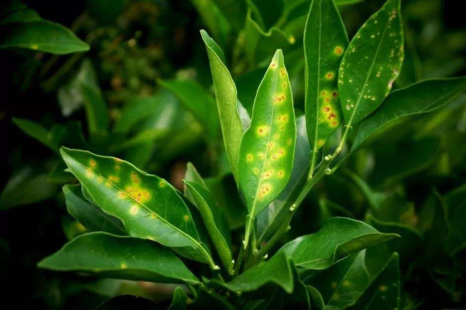 脐橙树常见病害,脐橙弱树怎么打溃疡病