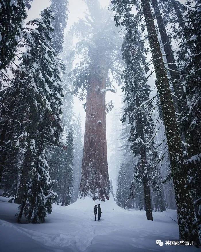 蓝鲸实拍有多大,蓝鲸到底有多大参照物