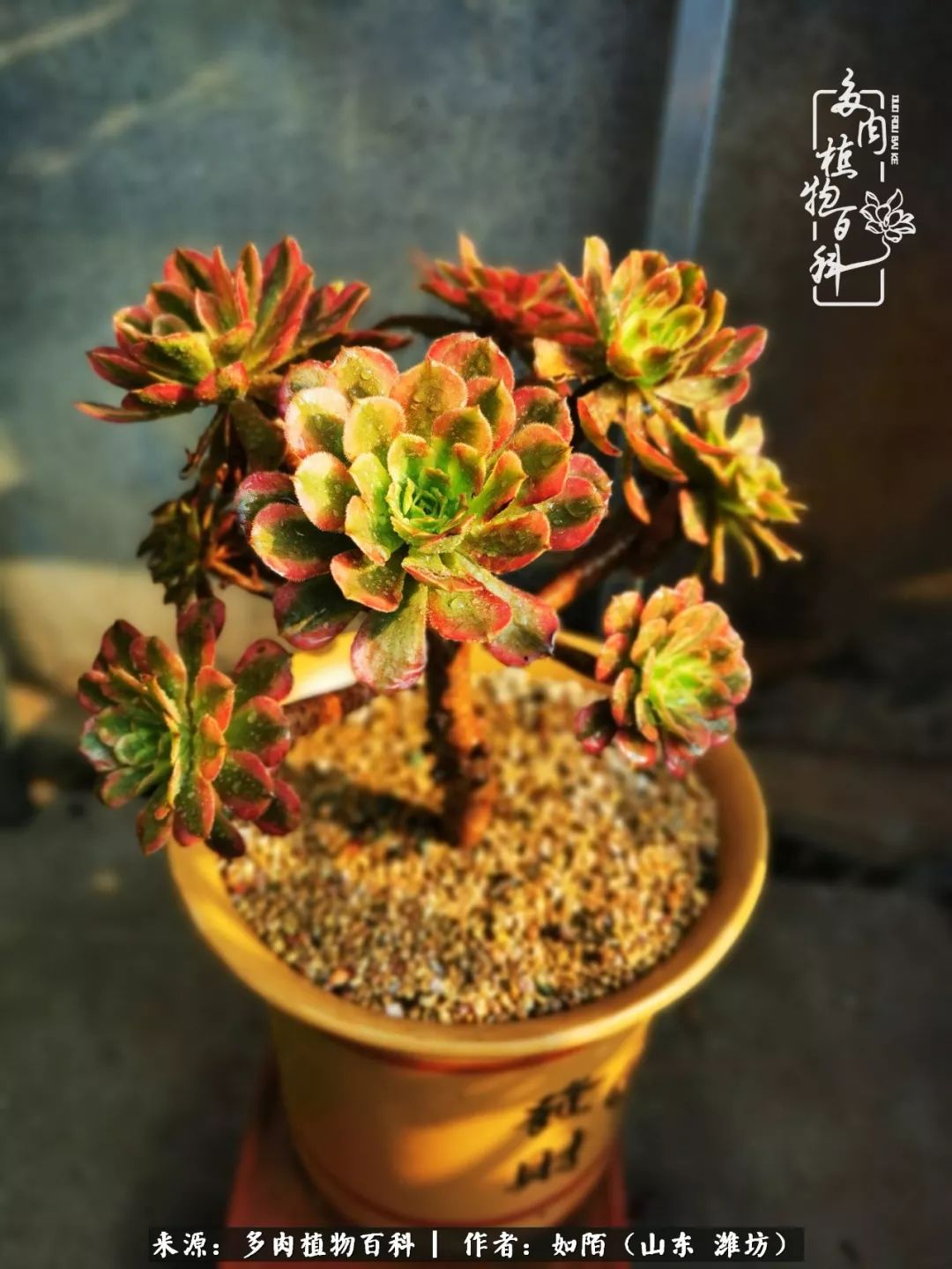 凤凰涅槃，浴火重生！多肉法师圣斗士们的秋天！（附养护经验）