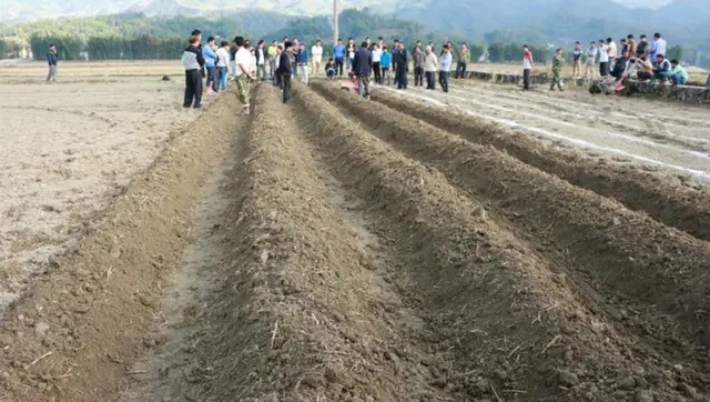 红薯怎么栽培才高产,红薯这样种才能大丰收