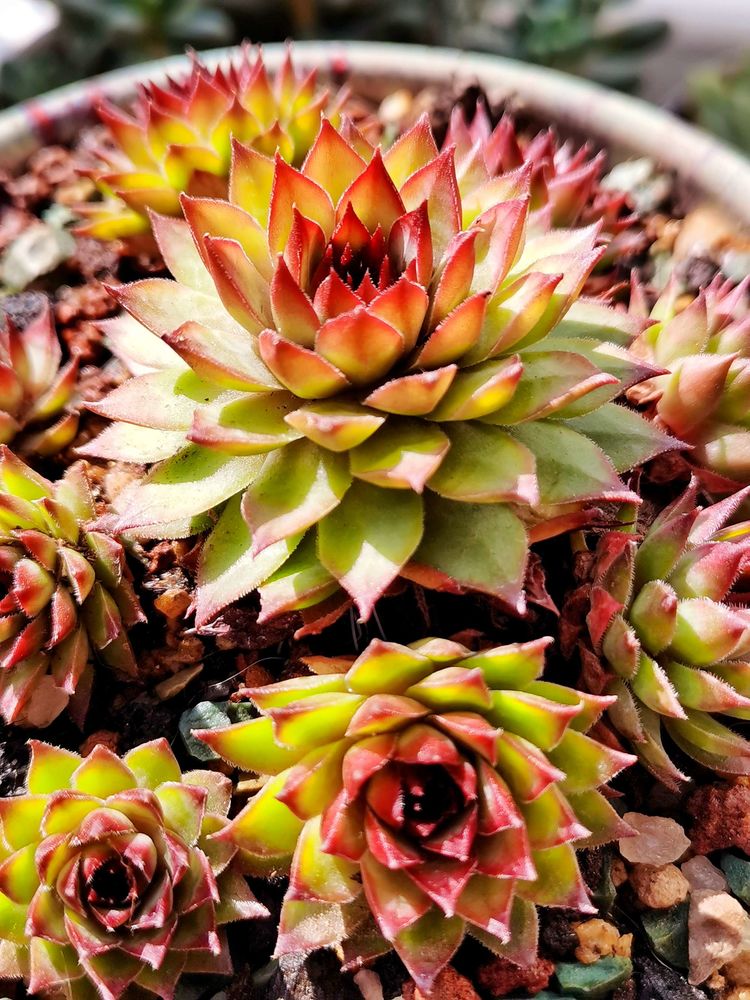 记录多肉长大的全过程,记录所有多肉成长过程