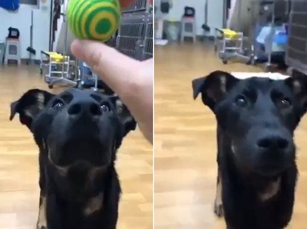 小黑被撞瘫家门前哀号还遭痛殴刺伤　　前饲主：没钱医