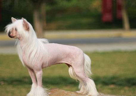 狗狗嘴臭在家怎样清洗,怎样让狗狗的嘴不臭