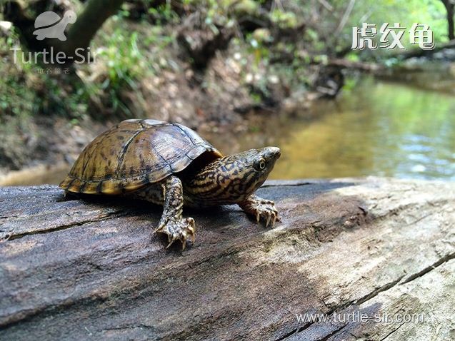虎纹蛋龟有几个品种,虎纹蛋龟是不是虎纹麝香龟