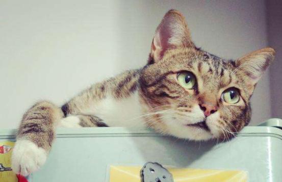 猫狗体外驱虫把虫驱到哪里去了,猫狗驱虫正确姿势