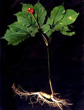 让殖民北美洲的法国和英国人发大财的药材生意——国际西洋参贸易