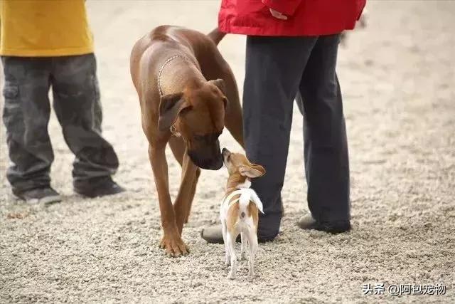 让狗狗绝育要注意什么,给狗狗绝育有什么害处吗