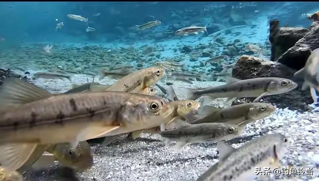 青海湖湟鱼已经进入洄游季,青海湟鱼资源