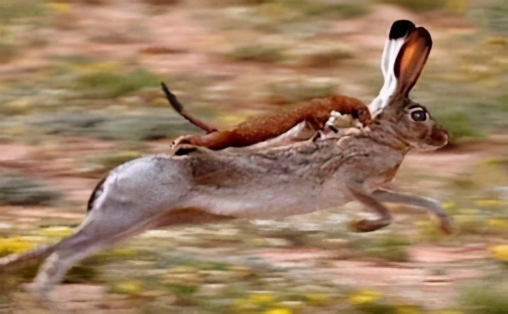 为什么老祖宗说黄鼠狼不能杀,老祖宗说黄鼠狼为什么不能杀