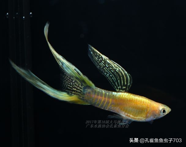 孔雀鱼100条,孔雀鱼20缸10条鱼