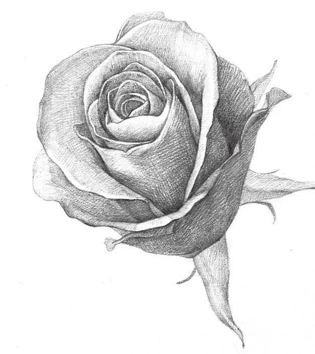 素描零基础入门教程水果,素描入门零基础教程玫瑰花