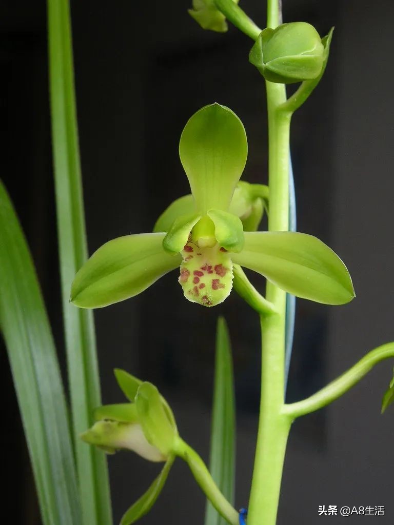 每日一兰花故事～中国兰花.惠兰名品.大一品