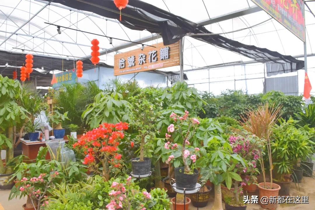 三圣花卉市场正规吗,三圣乡花卉市场今日现状