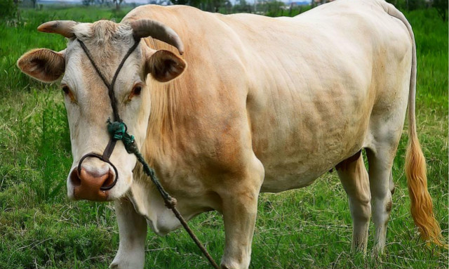 养牛养好胃是关键不花钱给牛健胃,养牛给牛吃什么长肉快成本又低