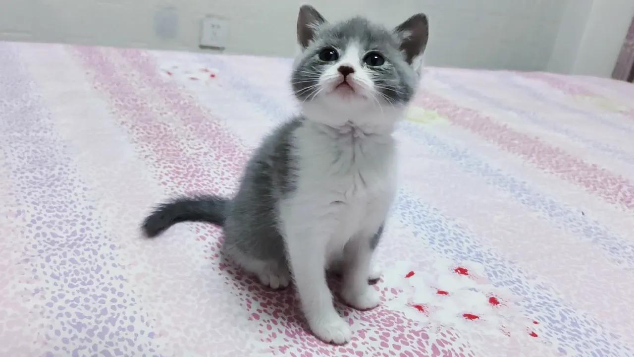 铲屎官进阶篇：猫咪常见病症及治疗方法，不再无从下手