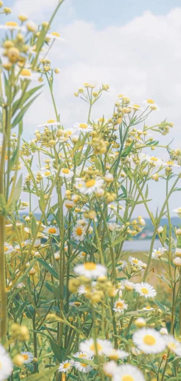 成语大智若愚什么意思,大勇若怯大智若愚是什么意思