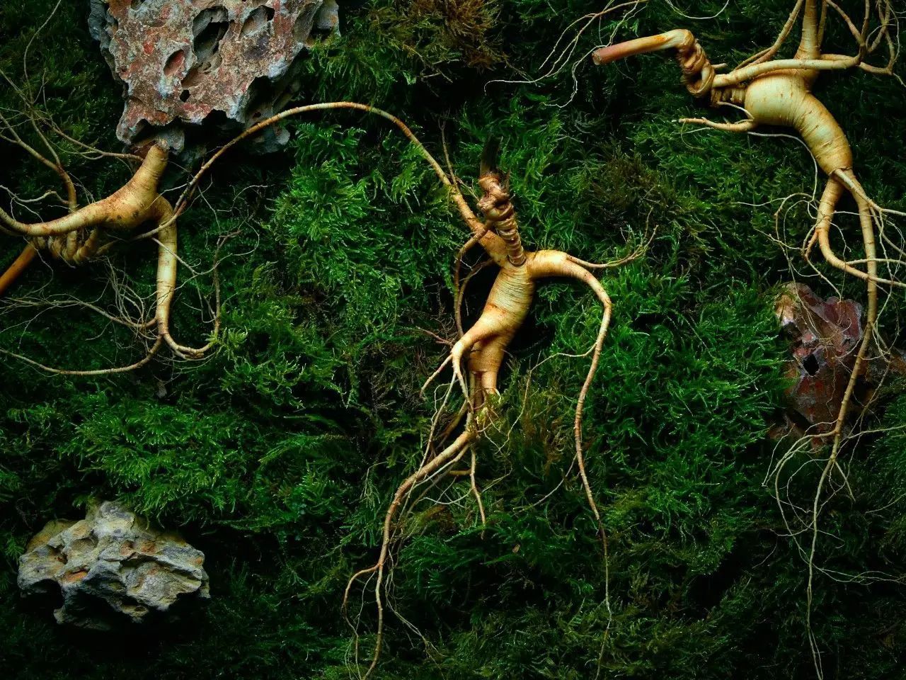 西洋参一文不值，洋人将其包装成人参卖到大清，赚走数十亿两白银