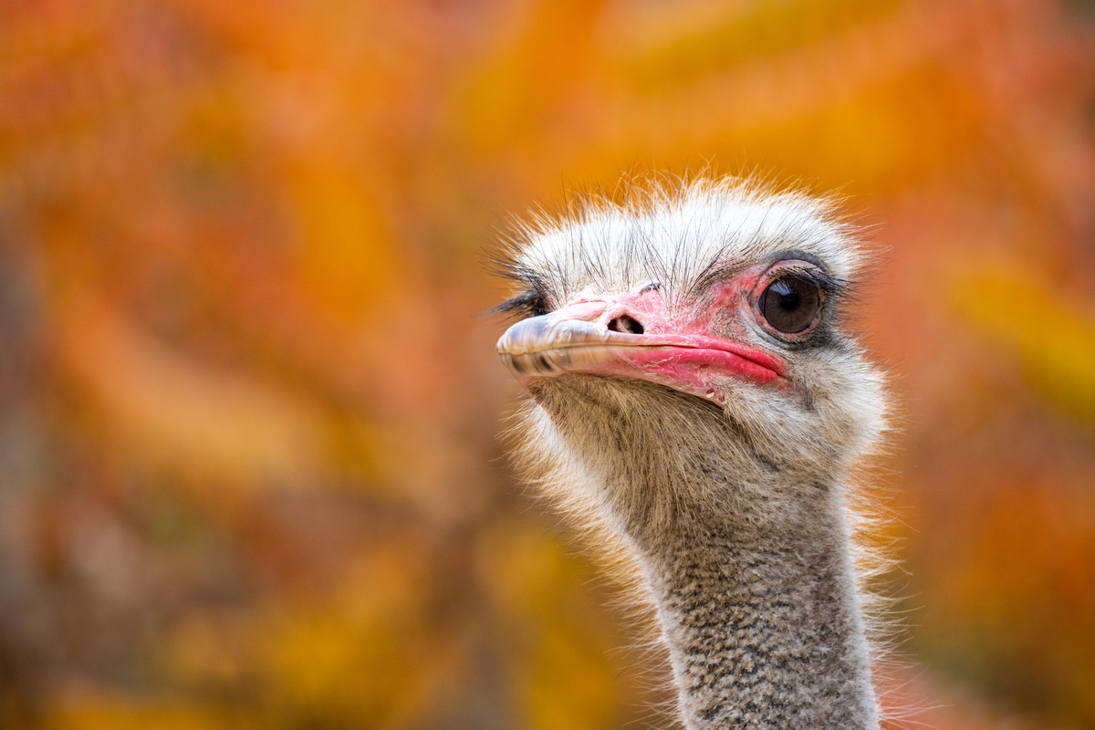 浣宠兘rf400mmf2.8璇勬祴,浣宠兘rf-s24-105mm娴嬭瘎