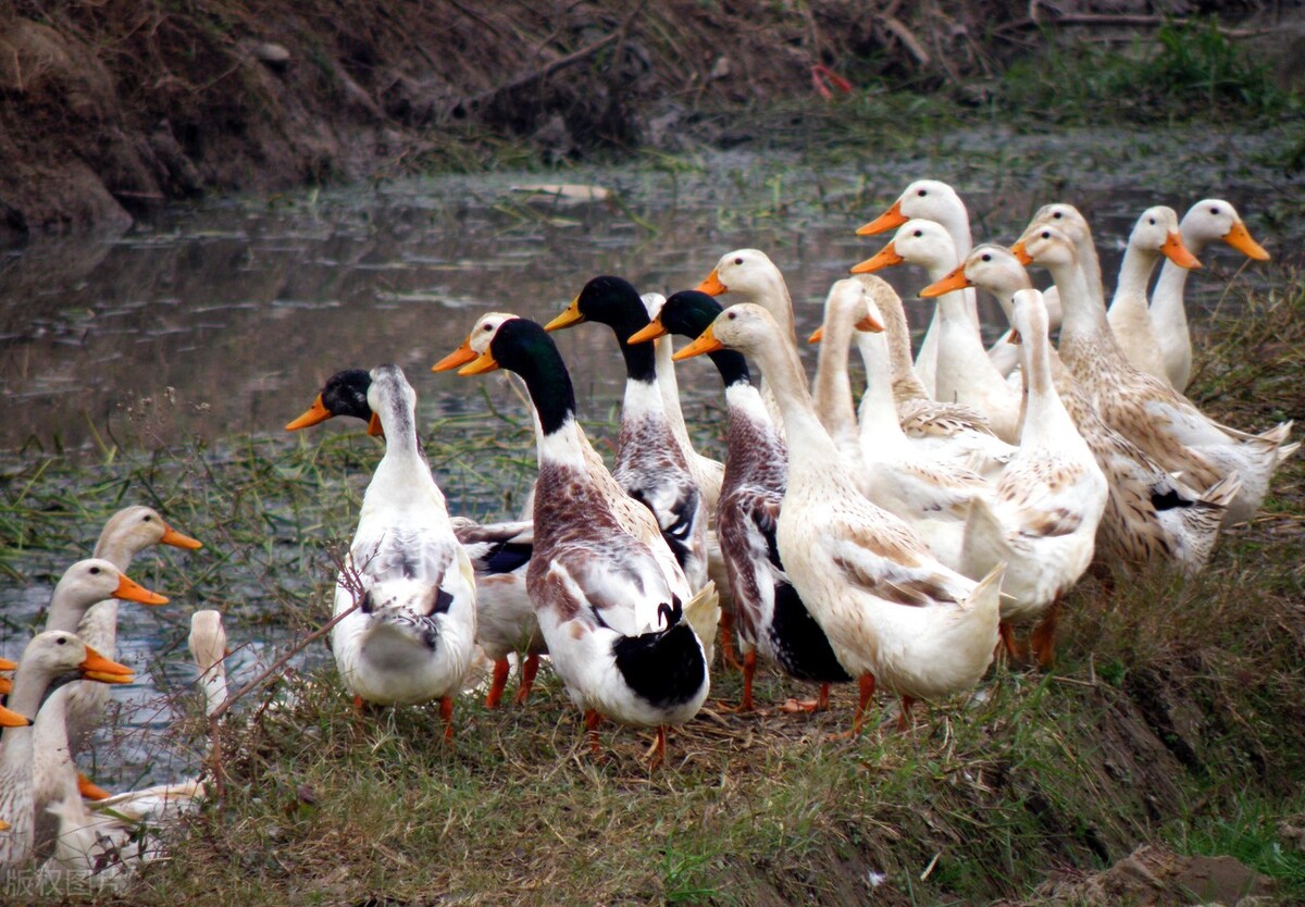 下雨天怎么养好鸭子吃食,天热养鸭子注意什么
