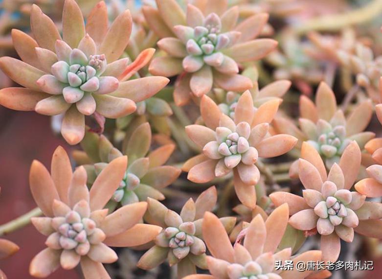 多肉秋丽和雪莲的区别,多肉黄丽和白牡丹区别