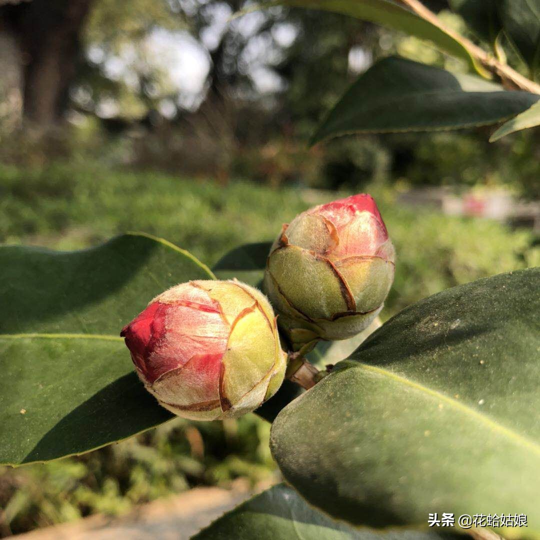 有苎萝西子之美誉的惠州西湖,是国家5*级A**旅游景区,静中带美