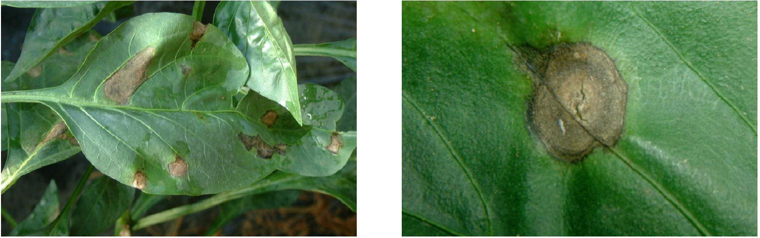 防治大棚辣椒病虫害的最佳时间,高温高湿辣椒容易引发什么病症