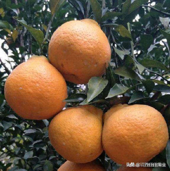 柑橘低谷期怎么赚钱,柑橘销售难对策建议