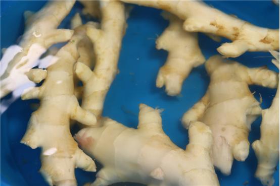 腌生姜保持原味的好办法,腌制生姜好吃又能保存时间长