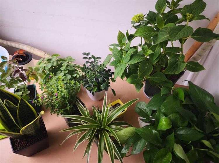 花叶发黄应该怎么办？从5个方面做出调整，十有八九能挽救回来