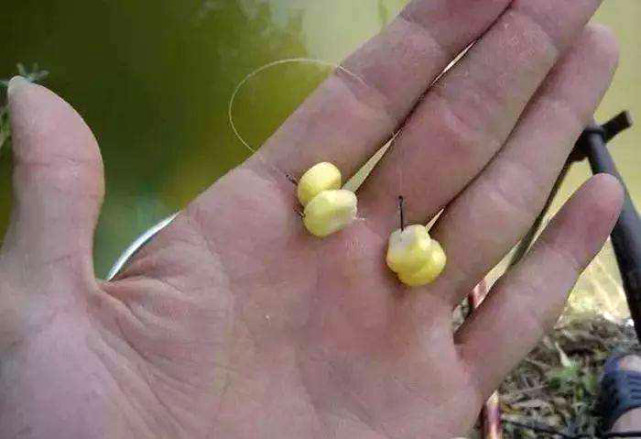 鱼为什么喜欢吃麦子,鱼为什么喜欢吃虾饵