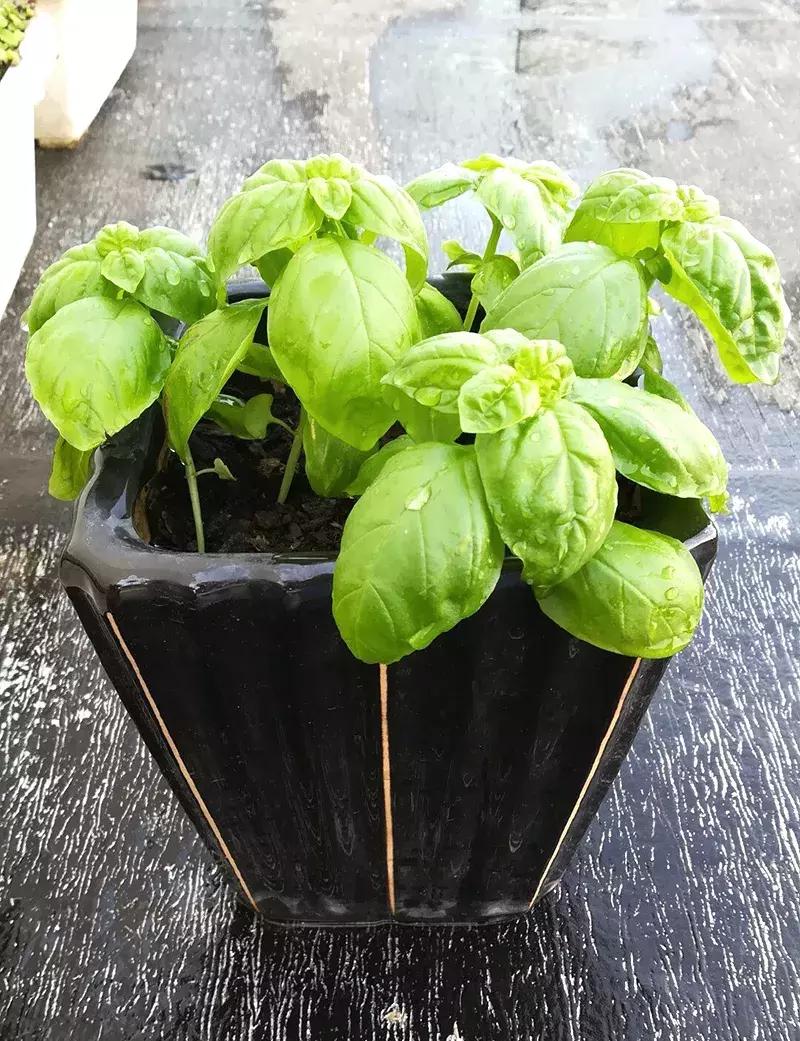 可以调味增香的蔬菜,让你越吃越香的蔬菜