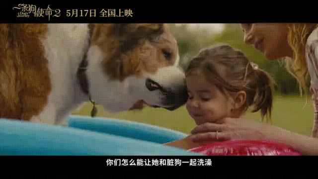 狗狗的第二次重生怎样取名字,狗狗轮回的一生