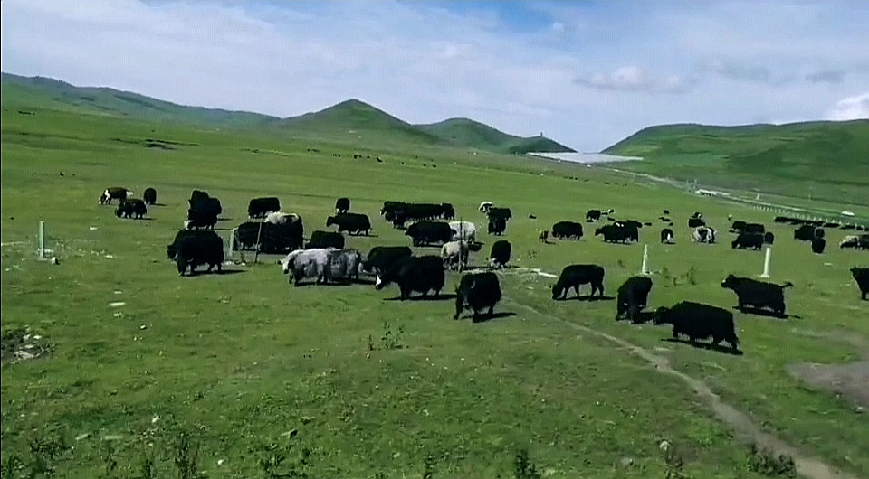 故地重游若尔盖草原美丽依旧,重游若尔盖红原大草原